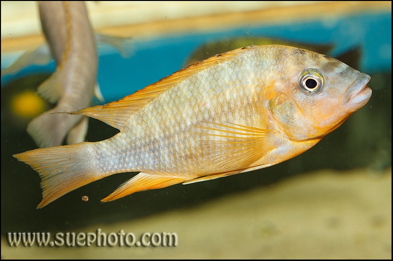 Petrochromis sp. 'red' Mahale Mountains NP